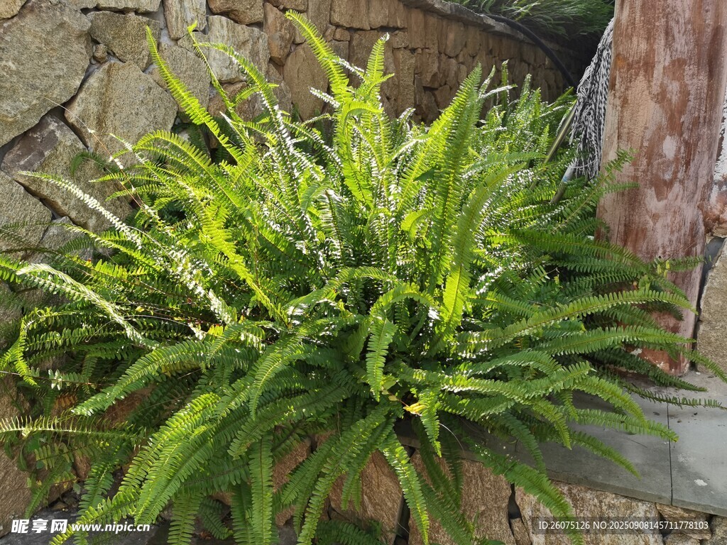 石縫中生長的翠綠蕨類植物