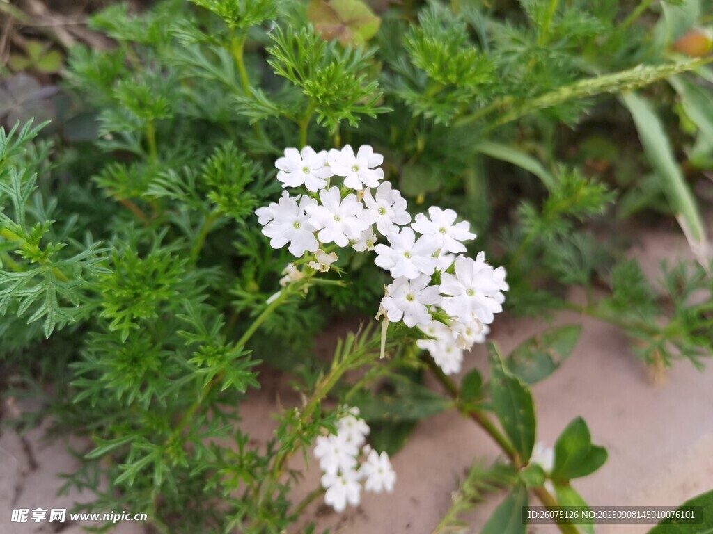 白色小花綻放于綠植間