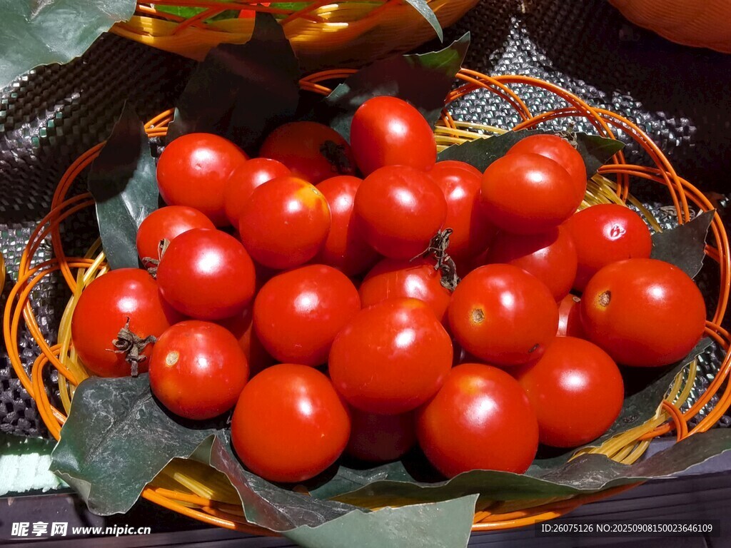 籃子里的新鮮紅櫻桃番茄