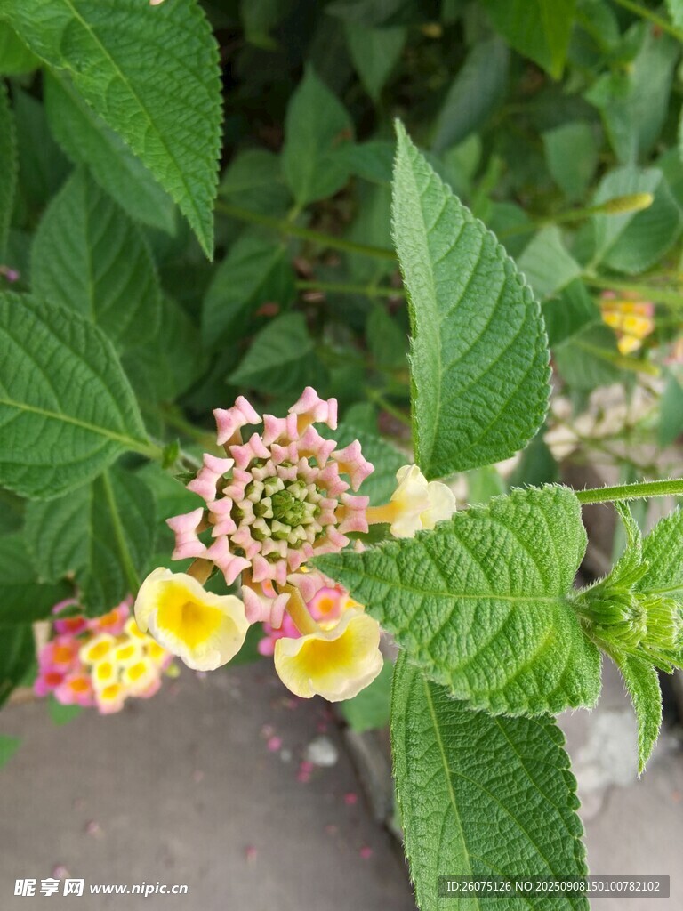 多彩花卉綻放綠葉間