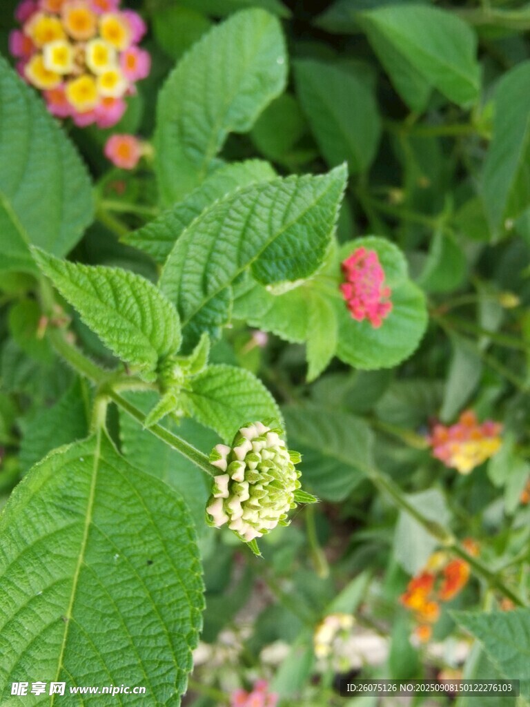 多彩花卉與綠葉的景致