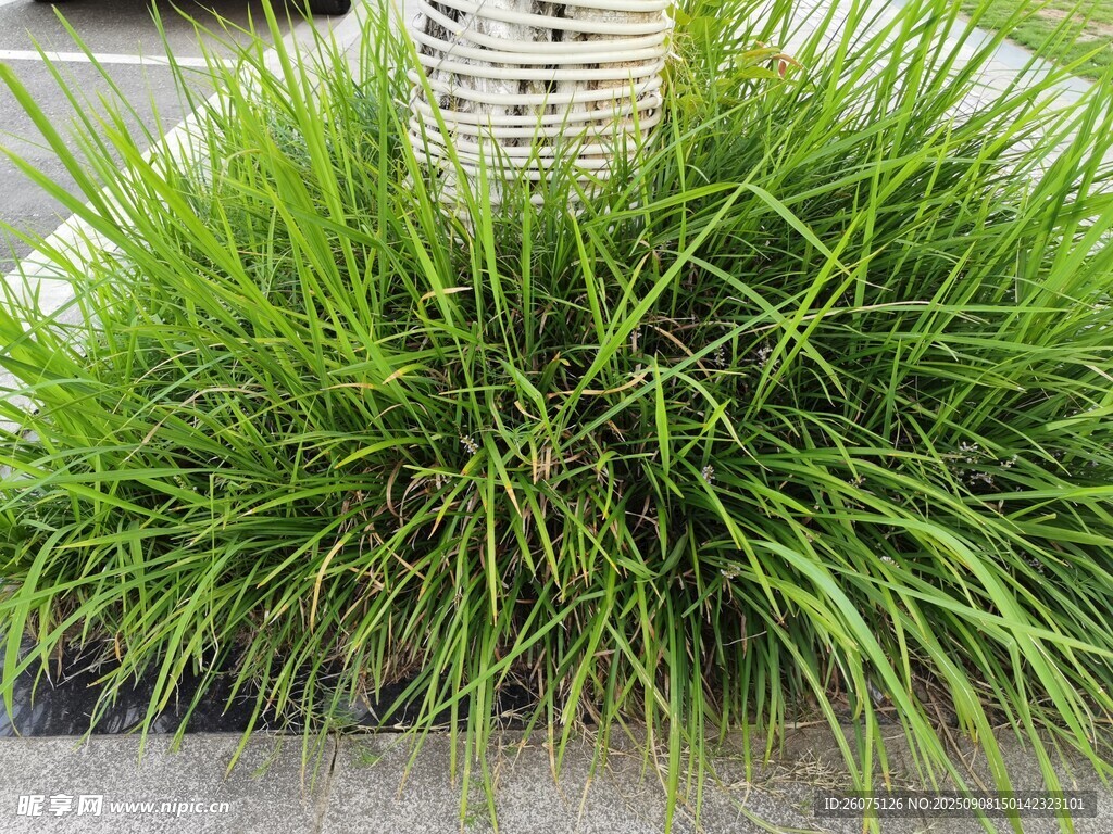 翠綠繁茂的叢生草本植物