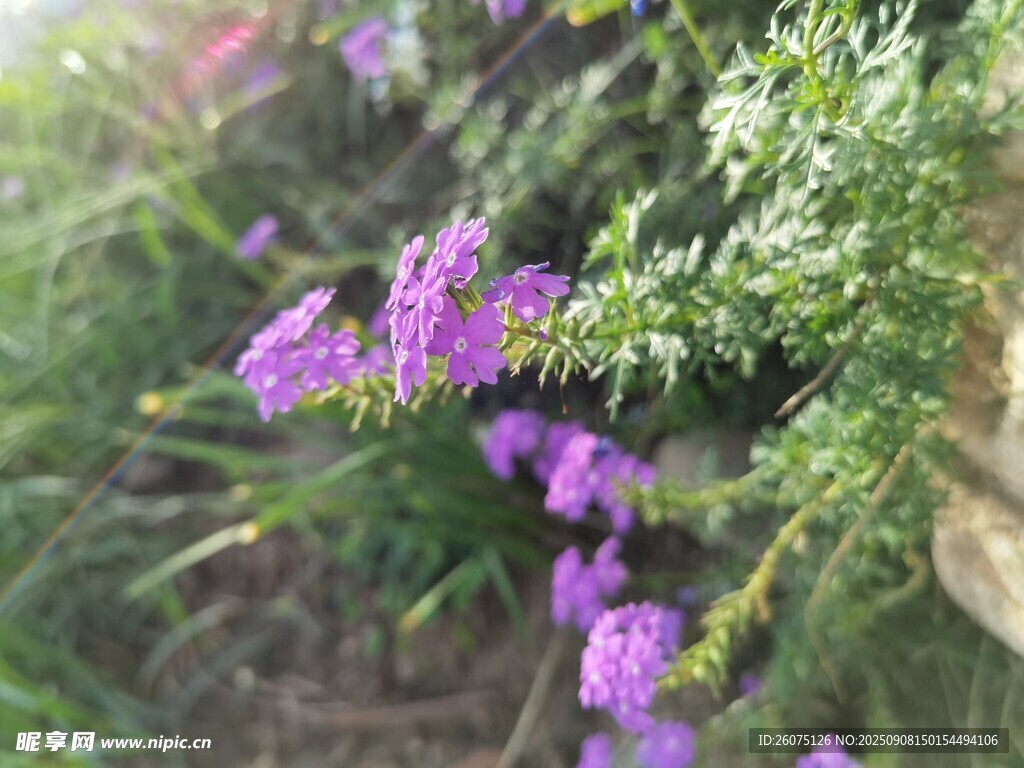 紫色小花綻放于綠植間