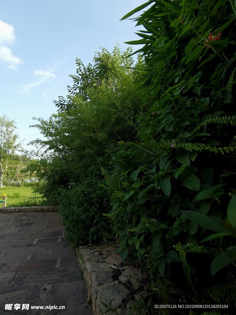 綠意盎然的小徑旁綠植景觀
