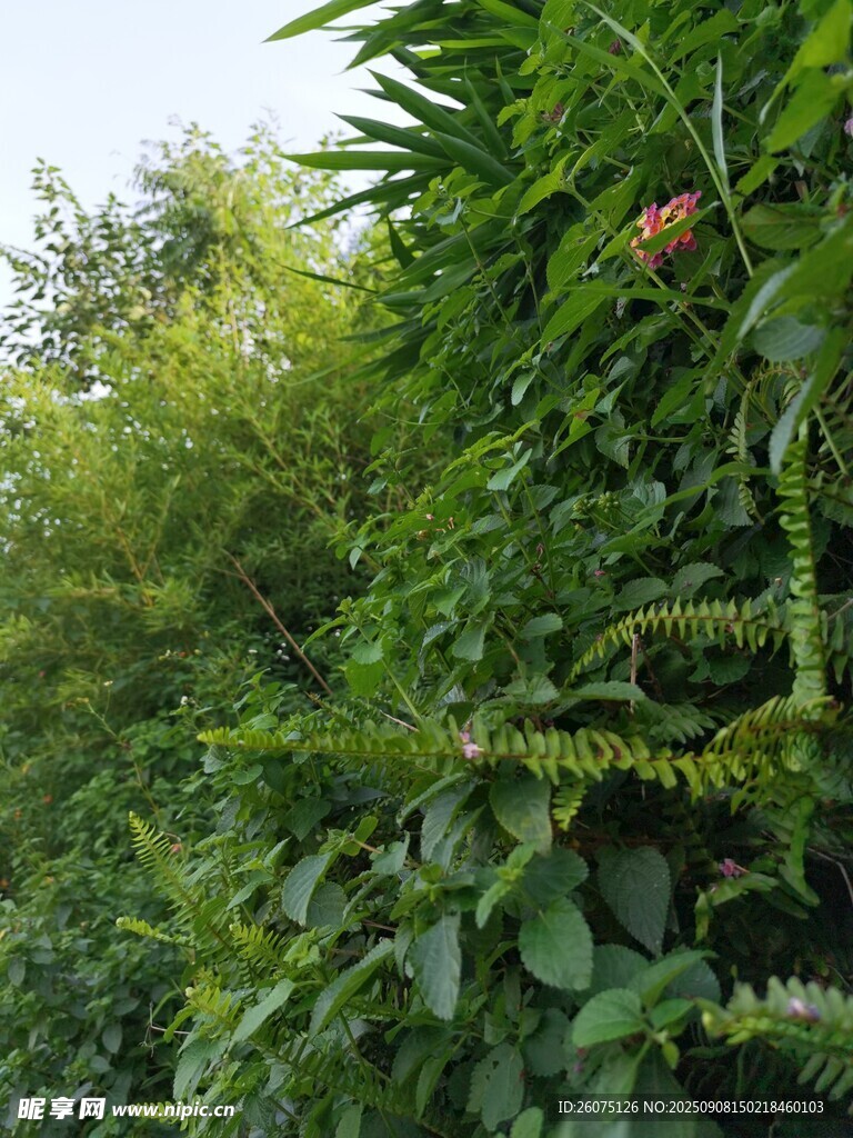 綠葉繁茂的植物景觀