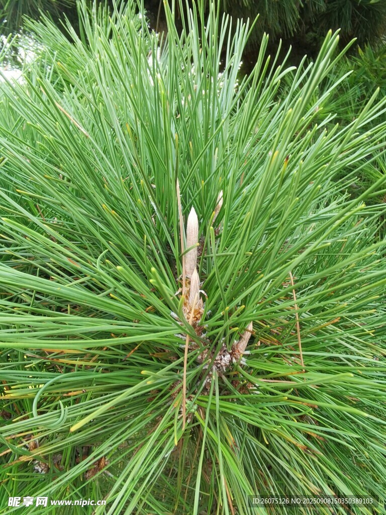 松樹針葉特寫