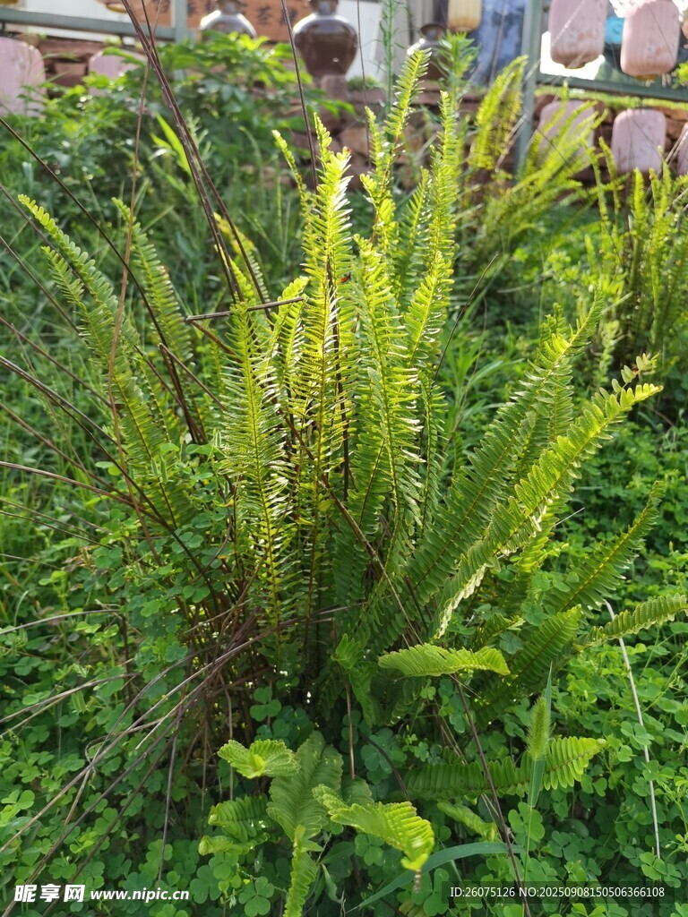 翠綠蕨類植物生機(jī)盎然