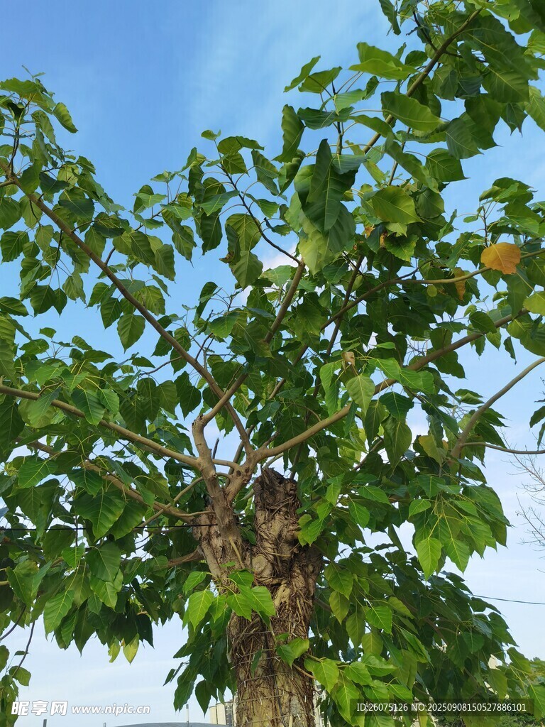 綠葉繁茂的大樹