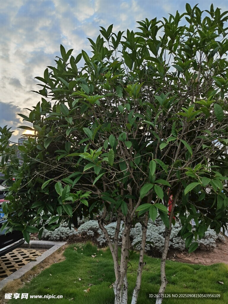 綠葉繁茂的庭院樹木
