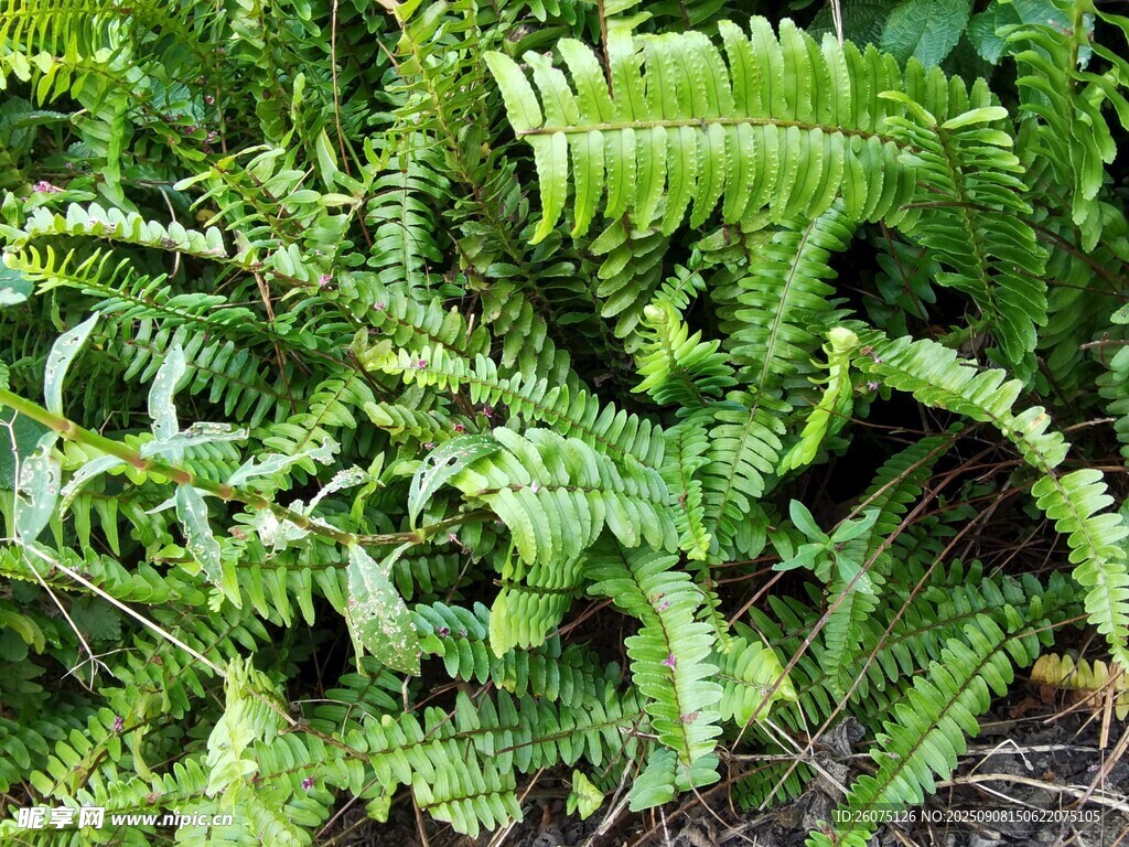 翠綠蕨類(lèi)植物生機(jī)勃勃