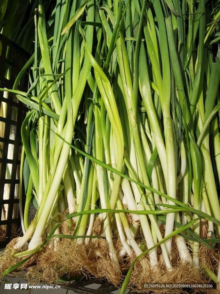 新鮮蒜苗根部蔥綠茁壯