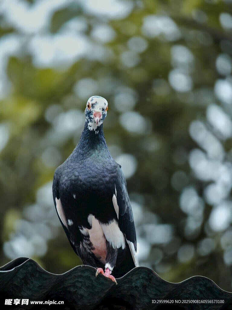站在圍欄上的黑白鴿子