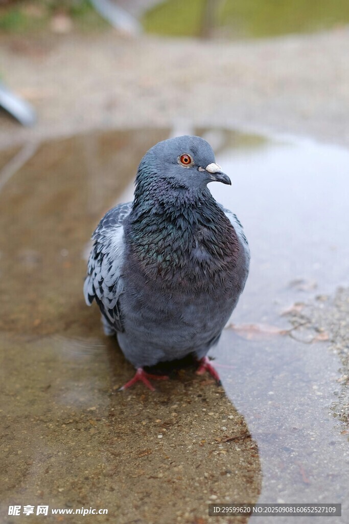 水邊灰鴿