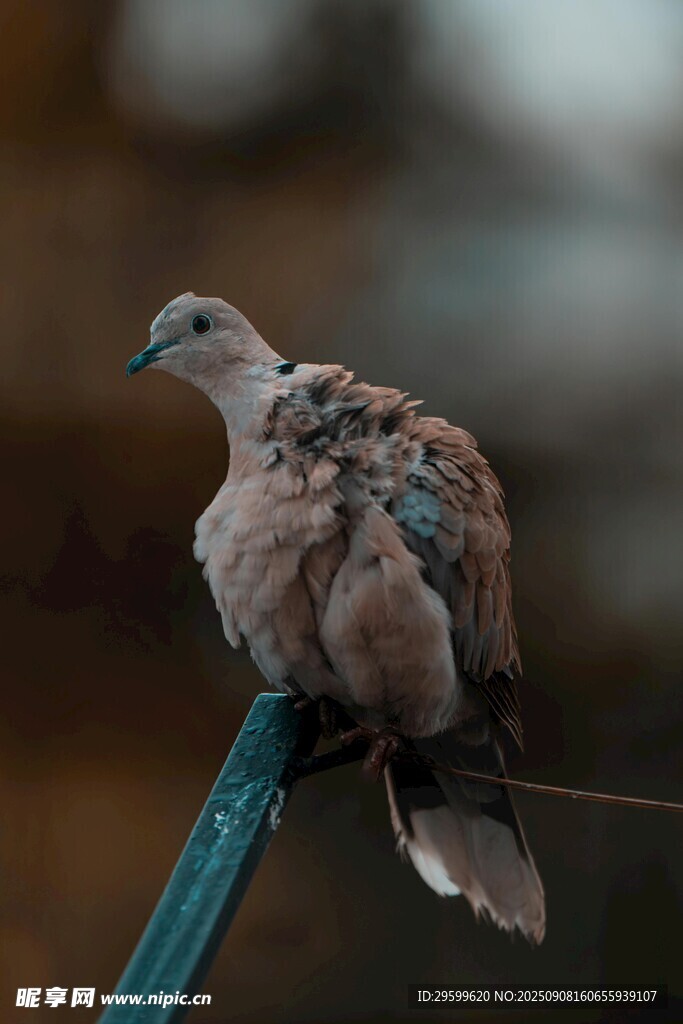 棲息于桿上的灰褐色小鳥(niǎo)