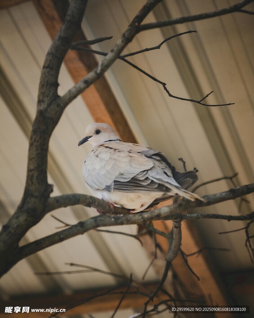 枝頭休憩的鳥
