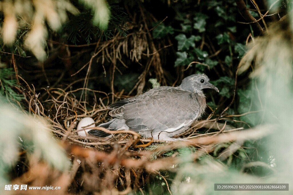 鳥巢中的鴿子與幼鳥