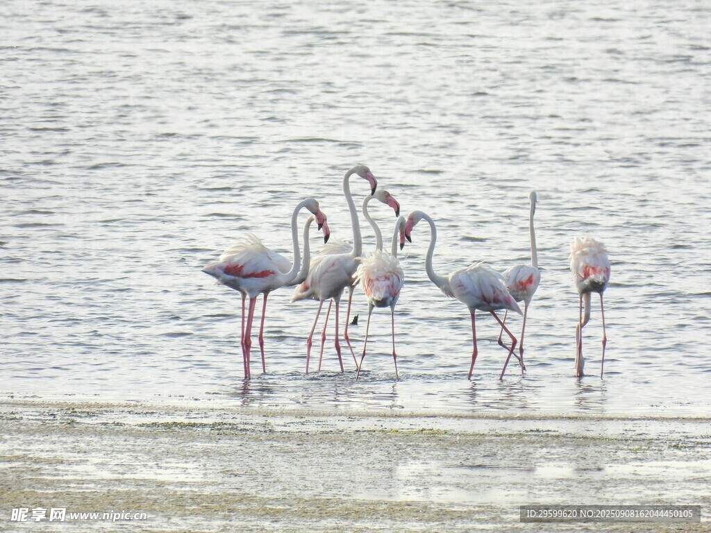 淺灘上的火烈鳥群