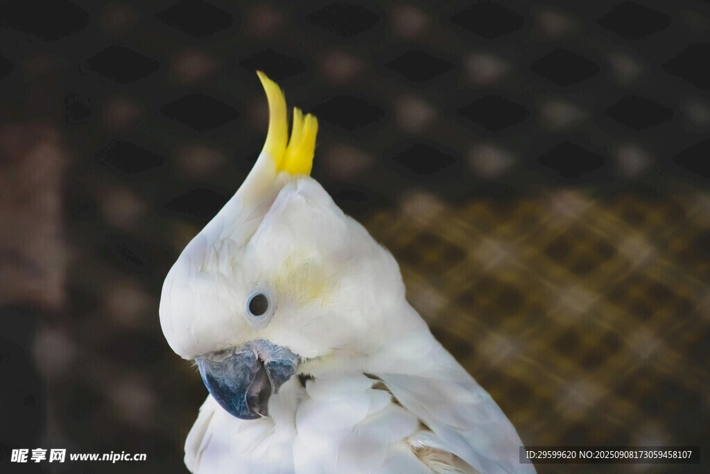 白色鳳頭鸚鵡特寫