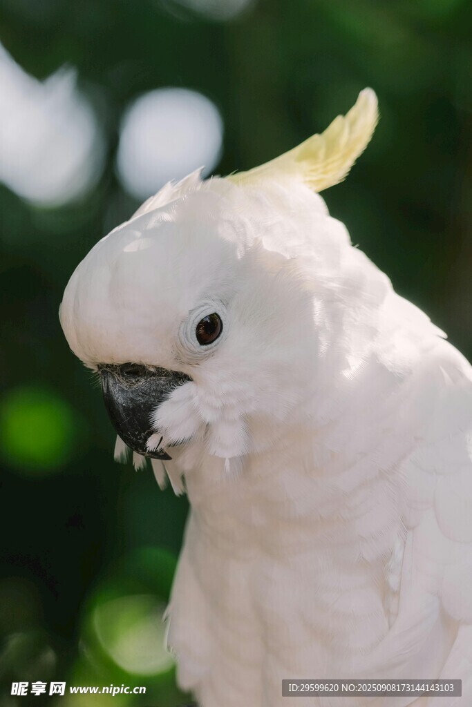 白色鳳頭鸚鵡特寫