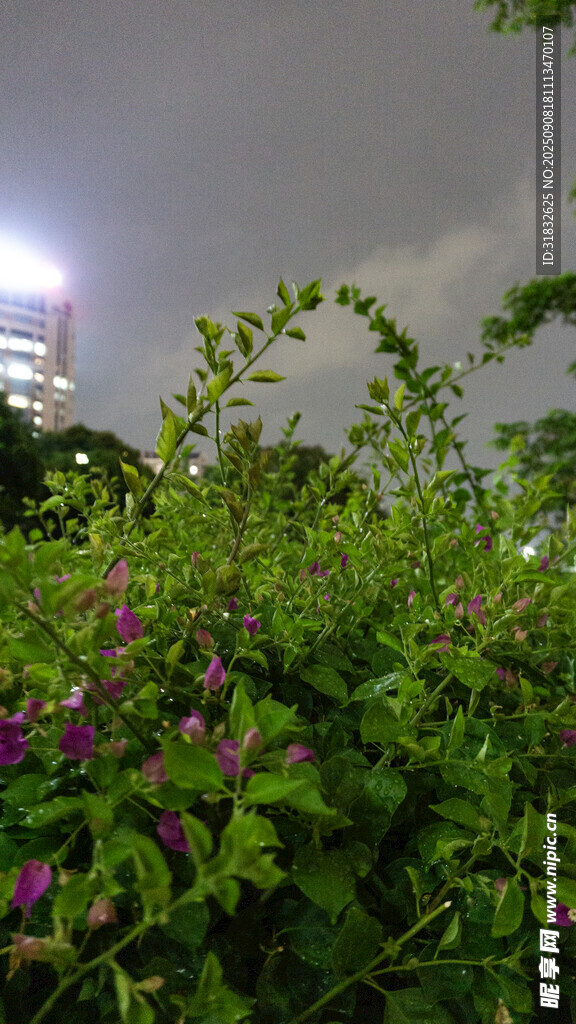 夜幕下繁茂綠植與遠處燈火