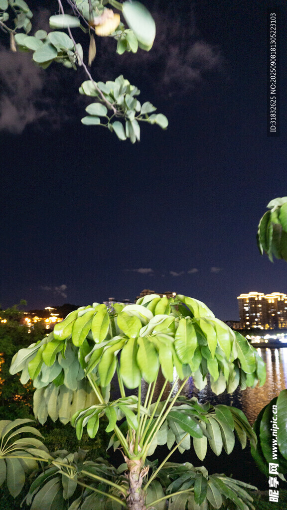 夜幕下的綠植景觀