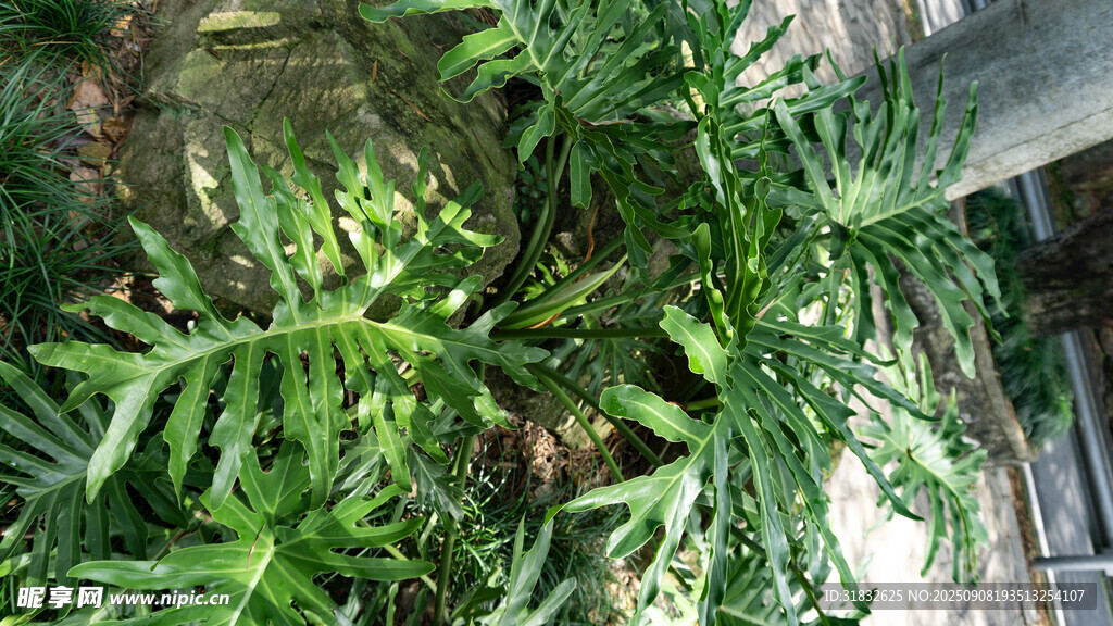 翠綠蕨類植物生機(jī)盎然