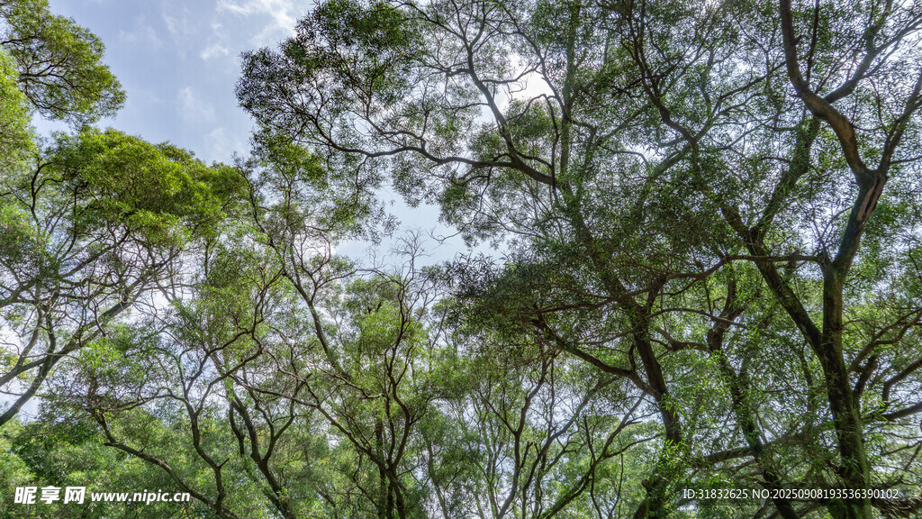 茂密樹林間的天空一角