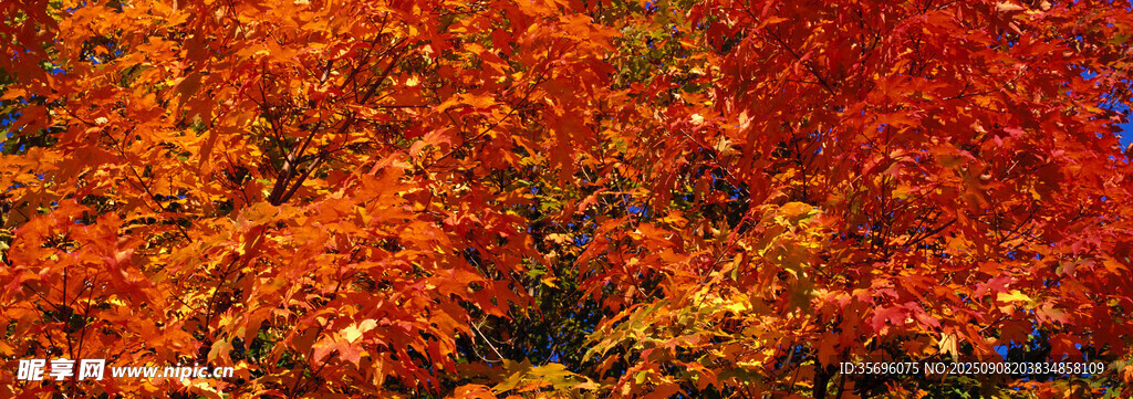 秋日絢爛紅葉林