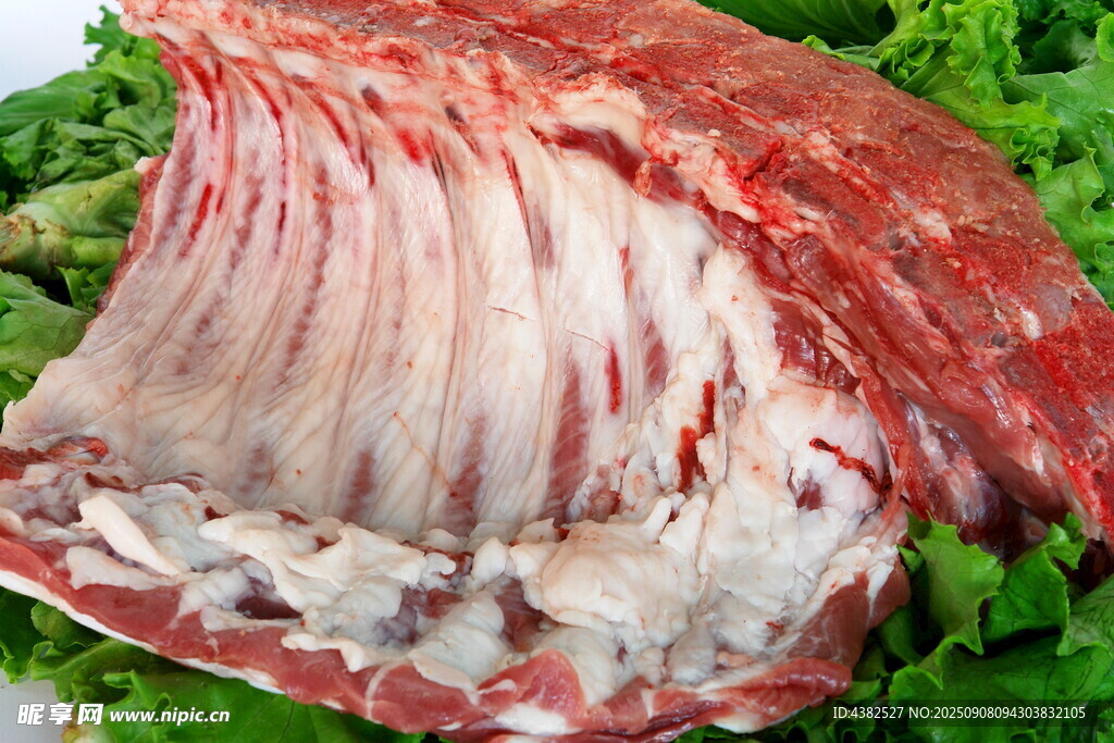豬肉排骨