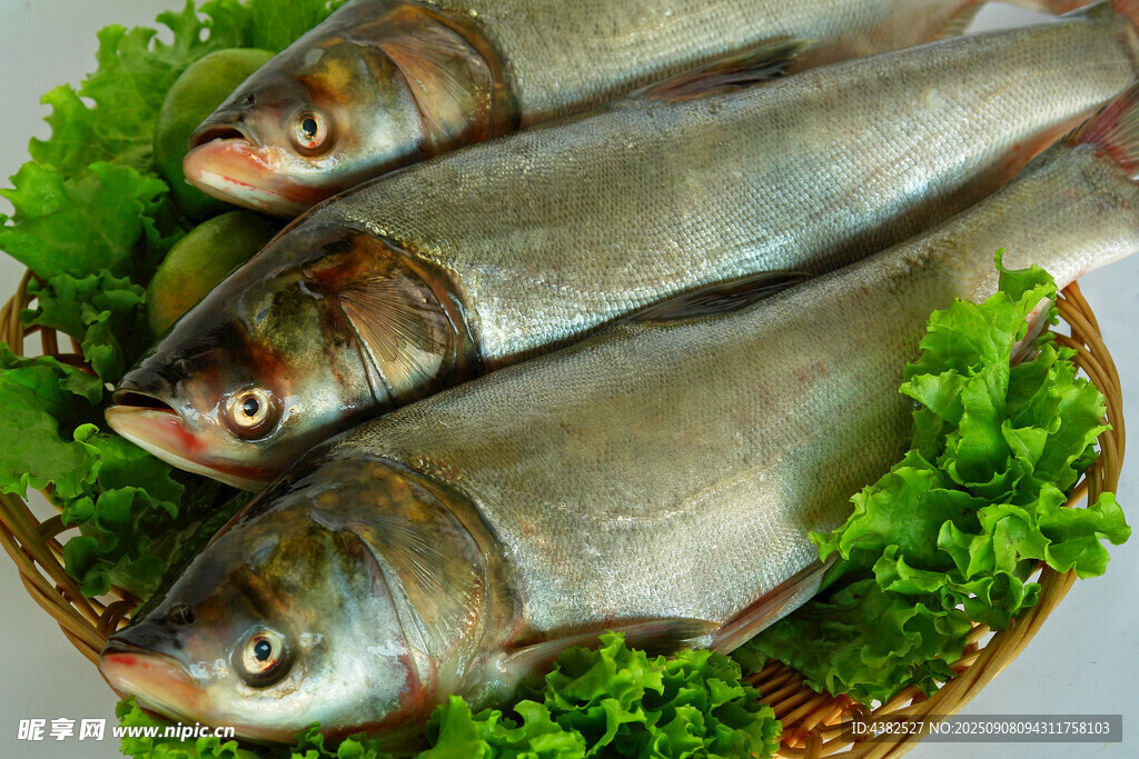 白鰱魚