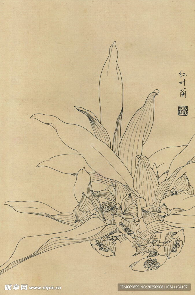 紅葉蘭 