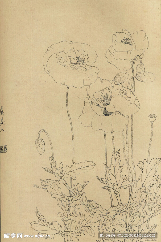 虞美人