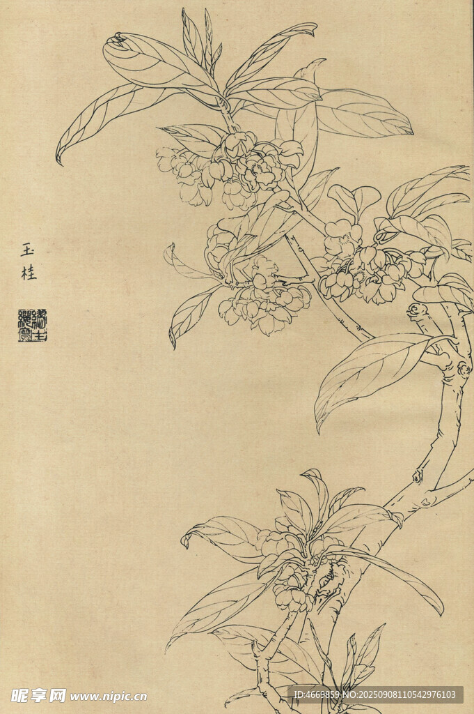 玉桂
