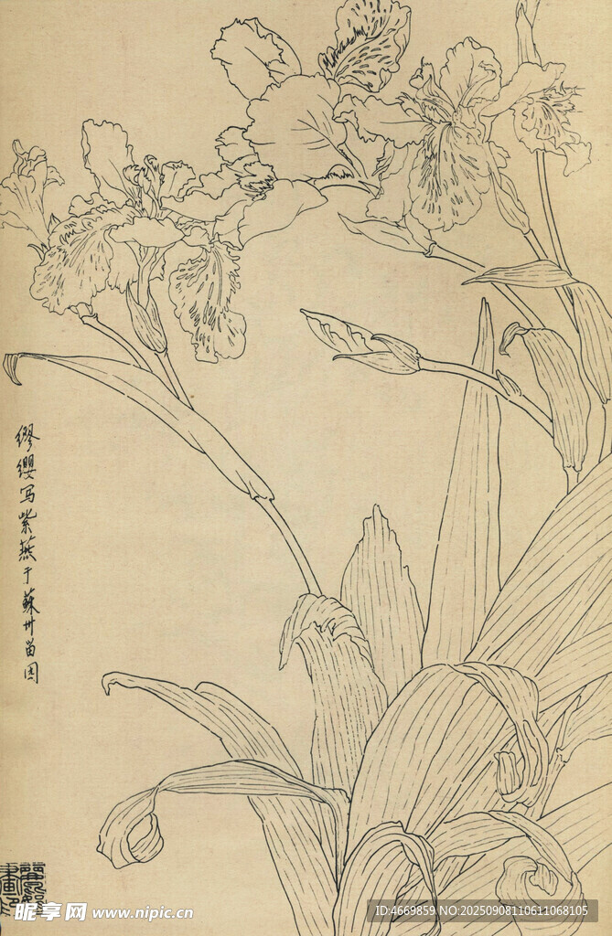 紫燕