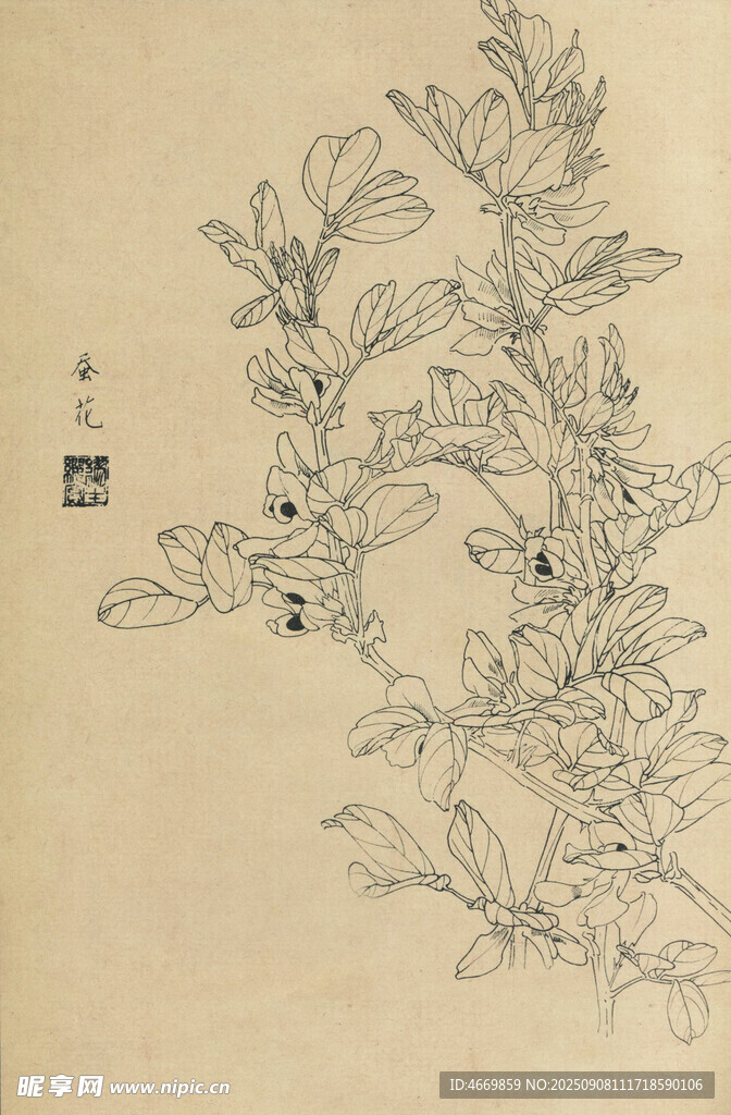 蠶花
