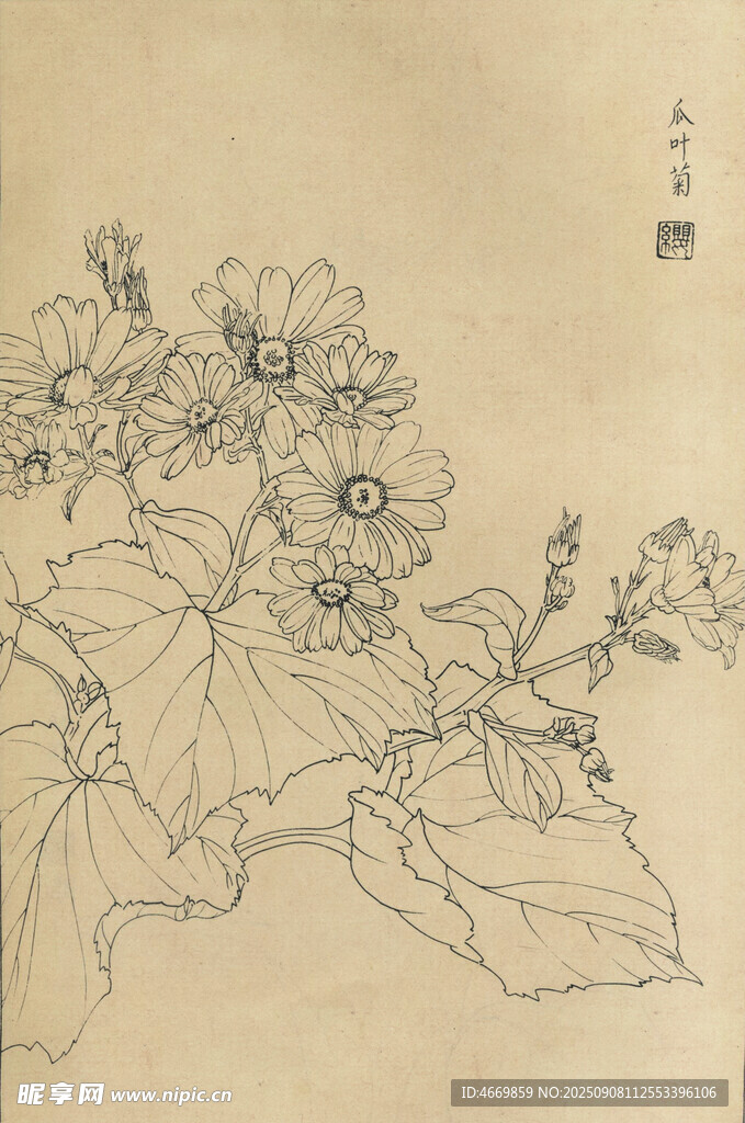 瓜葉菊