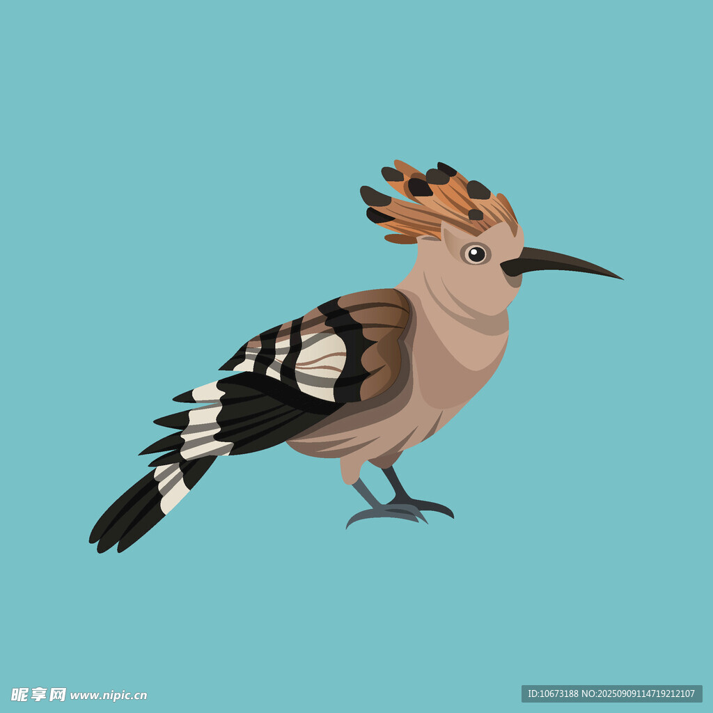 戴勝鳥插畫