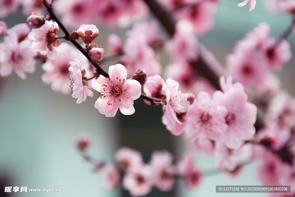 枝頭粉嫩桃花綻放