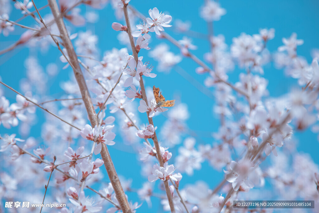 枝頭繁花綻 