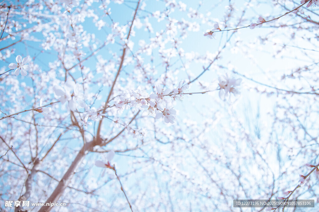 冬日雪覆樹枝美景