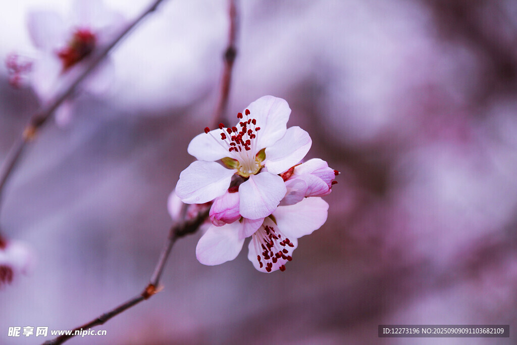 枝頭綻放的粉嫩花朵