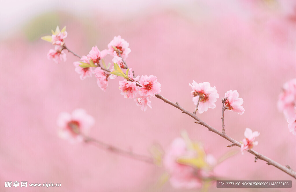 粉嫩桃花枝