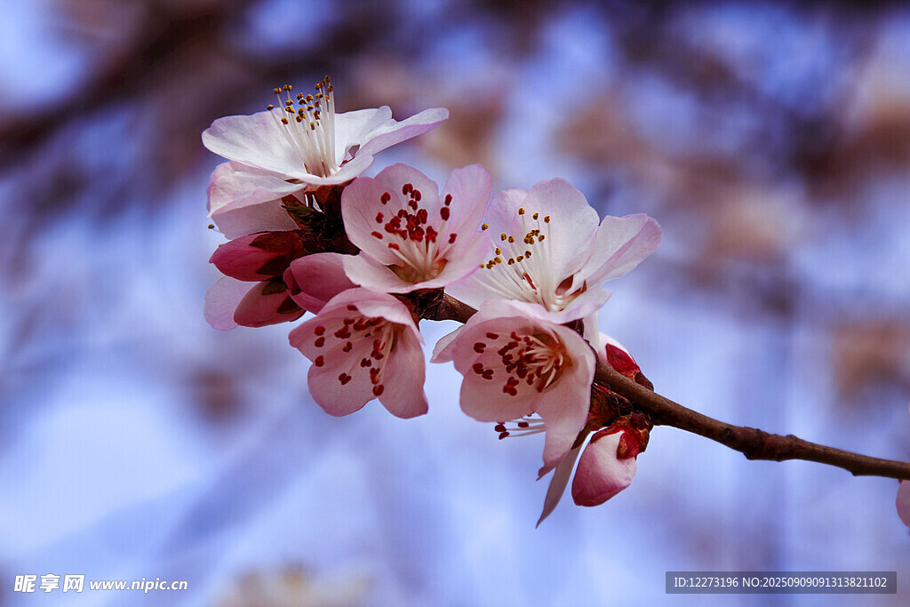 枝頭綻放的美麗粉色花朵
