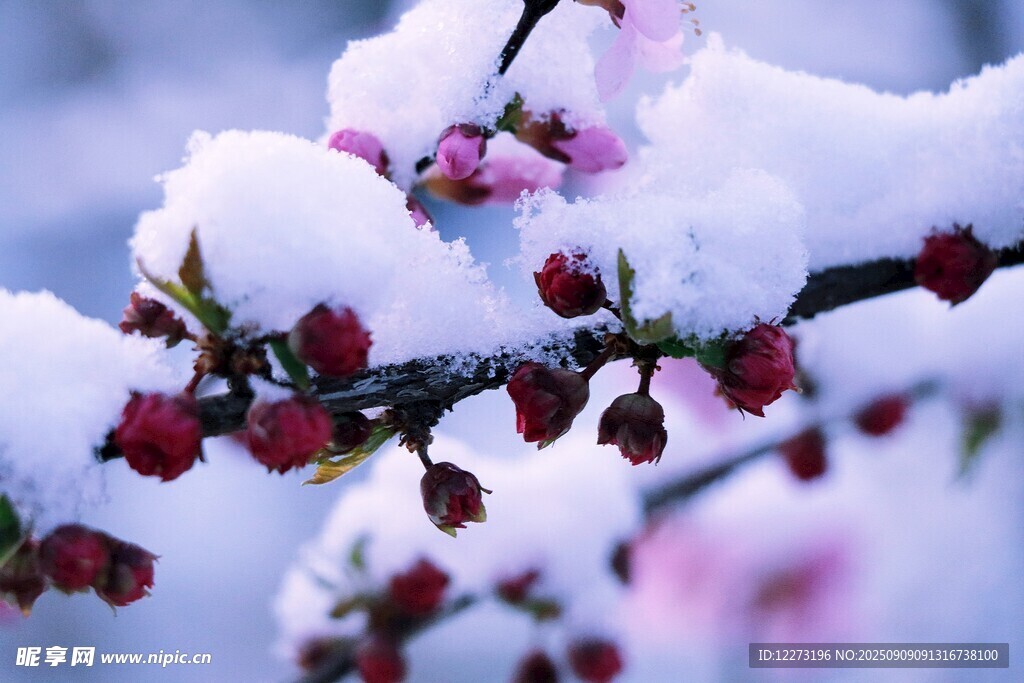 雪覆紅梅俏枝頭