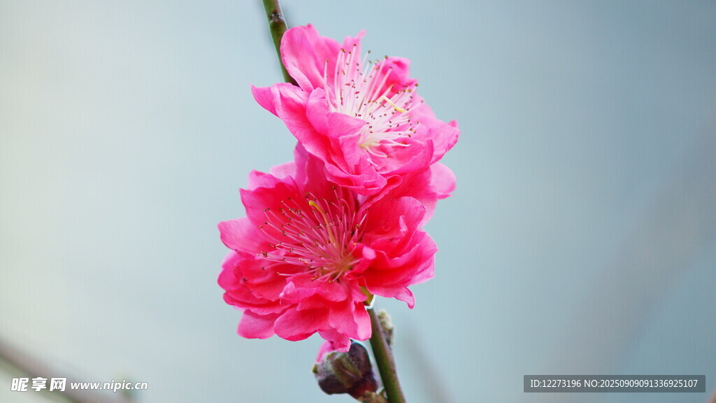 嬌艷桃花綻放枝頭