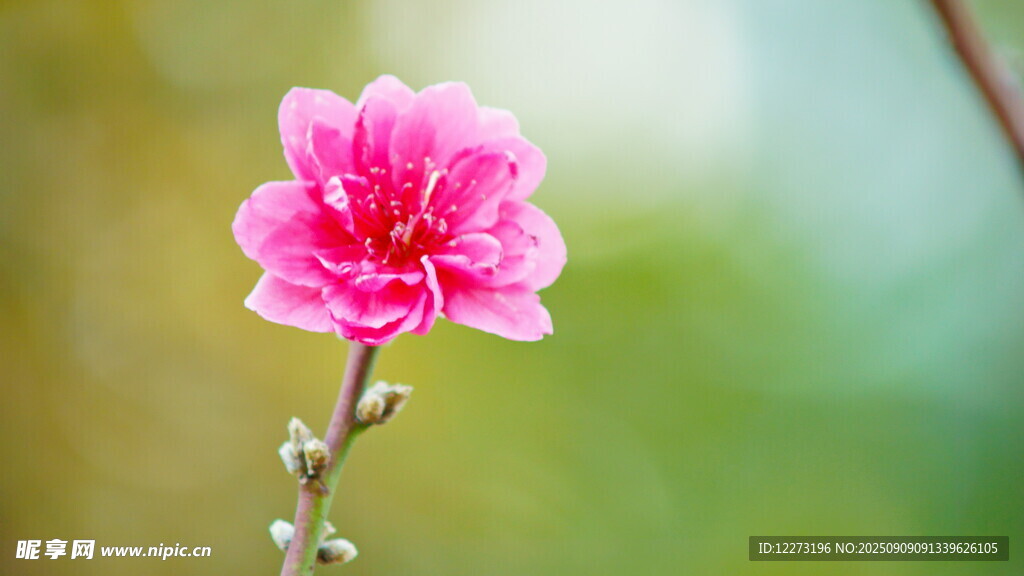 嬌艷桃花綻放枝頭