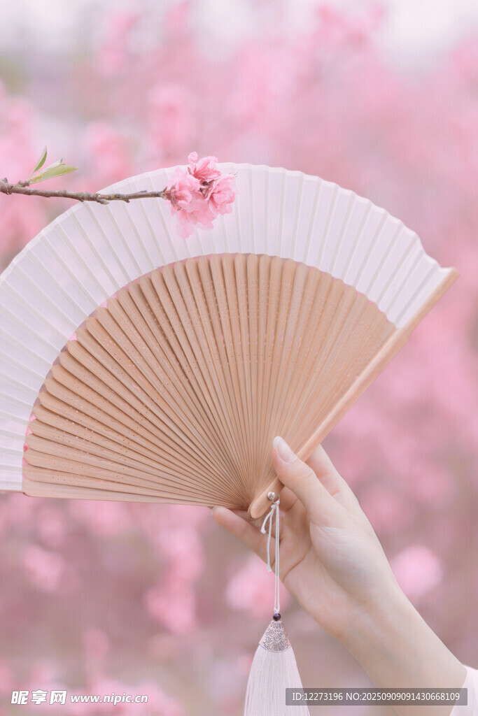 手持折扇賞爛漫櫻花