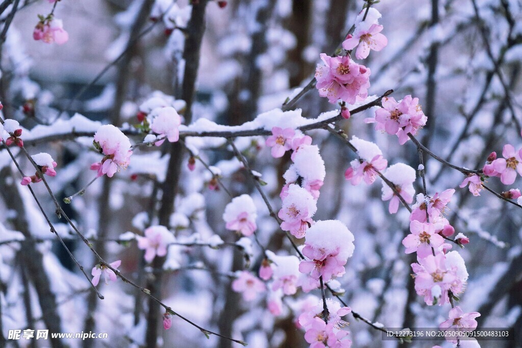 雪中綻放的粉嫩花枝