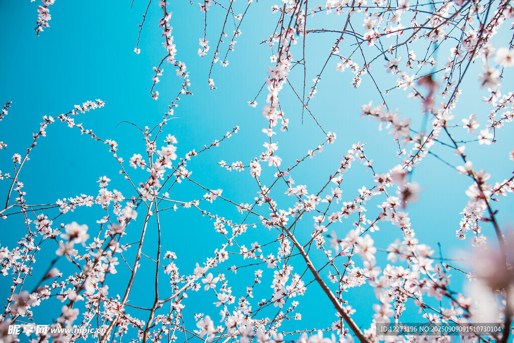 藍天映襯下的爛漫花枝