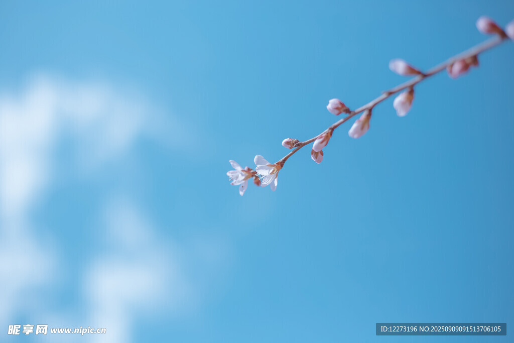 枝頭綻放的粉嫩花朵